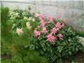 astilbe